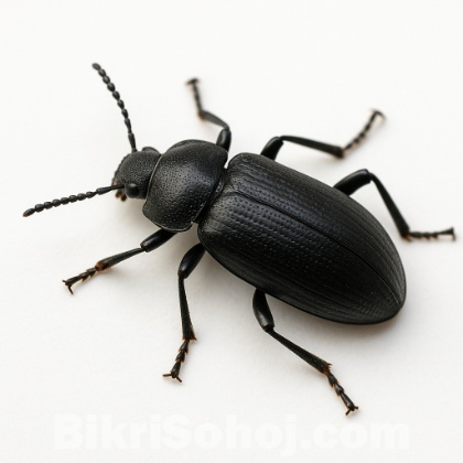 Beetle larvae বিটল লার্ভা
